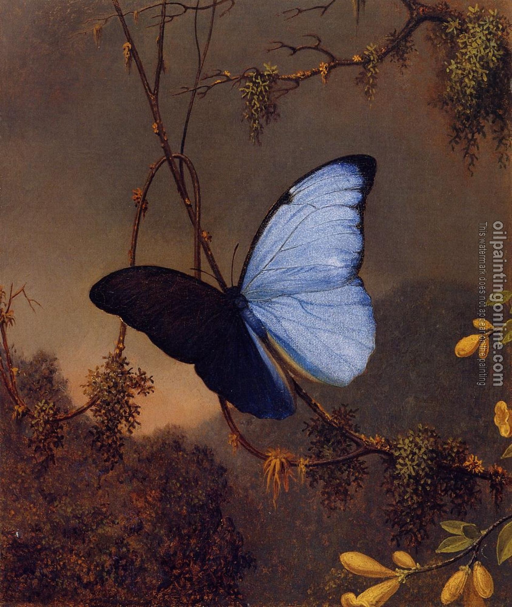 Heade, Martin Johnson - Blue Morpho Butterfly